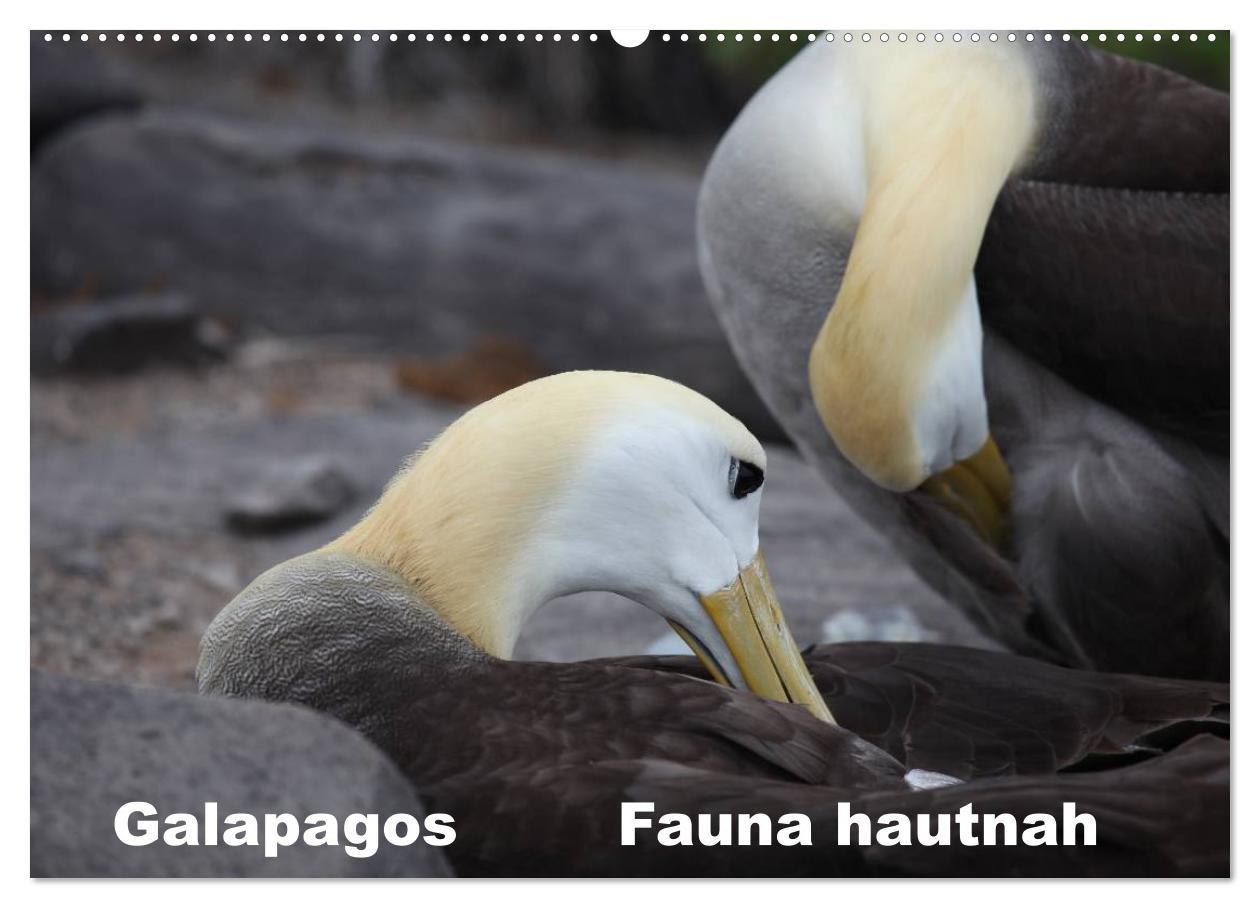 Kalendář/Diář Galapagos. Fauna hautnah (Wandkalender 2024 DIN A2 quer), CALVENDO Monatskalender 