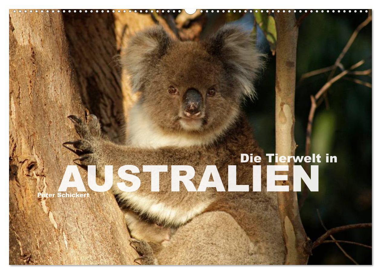 Kalendarz/Pamiętnik Die Tierwelt in Australien (Wandkalender 2024 DIN A2 quer), CALVENDO Monatskalender 