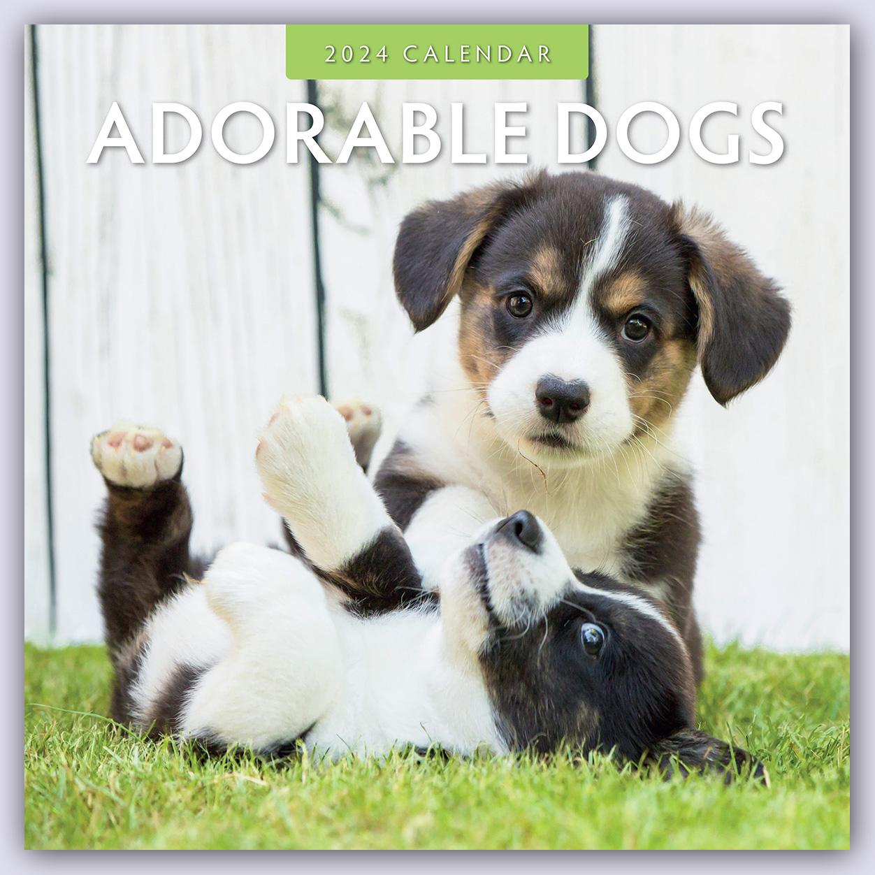 Calendar / Agendă Adorable Dogs - Liebenswerte Hunde 2024 - 16-Monatskalender 