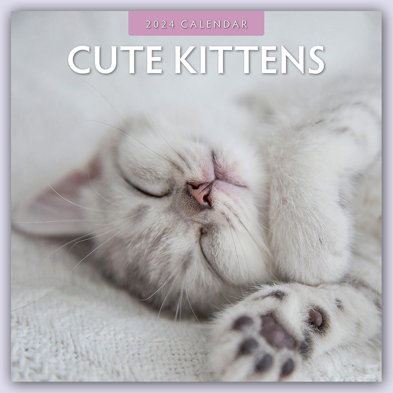 Kalendár/Diár Cute Kittens - Niedliche Kätzchen 2024 - 16-Monatskalender 