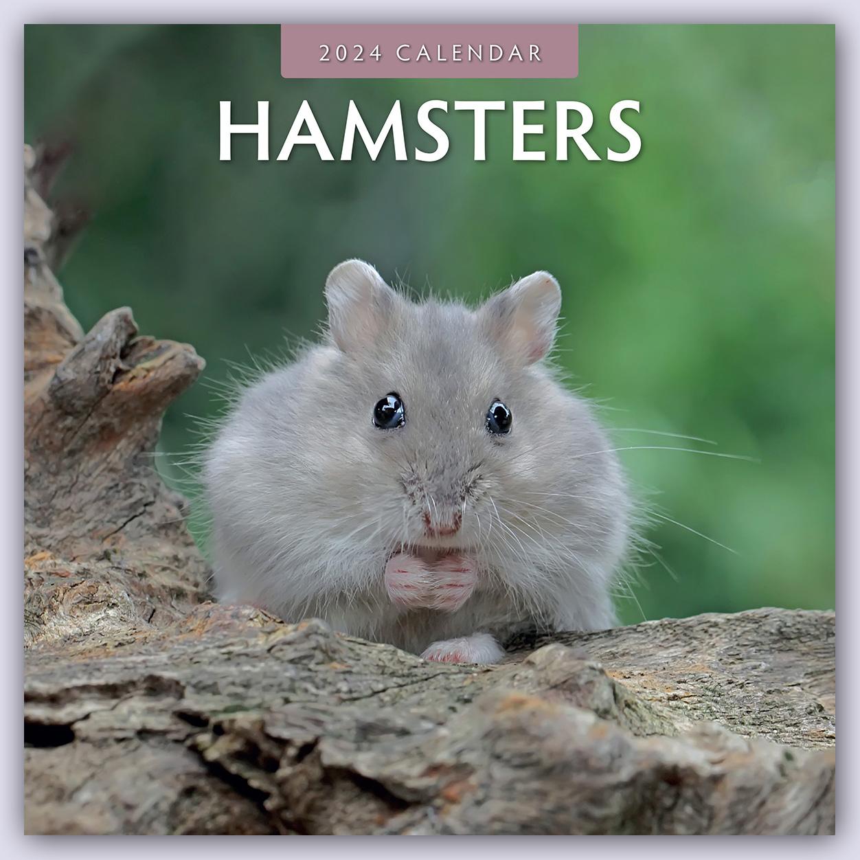 Calendar / Agendă Hamsters - Hamster 2024 - 16-Monatskalender 