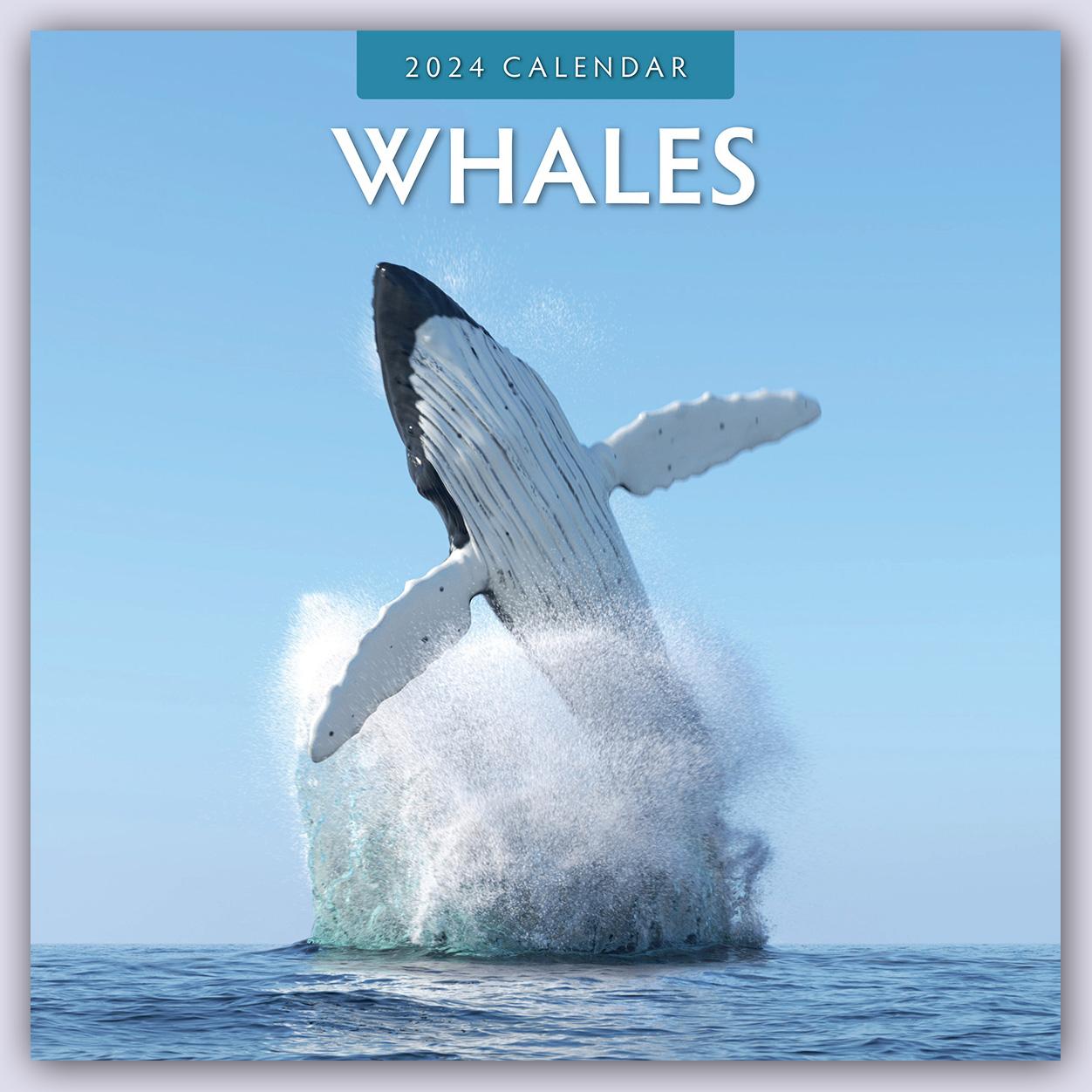 Calendar/Diary Whales - Wale 2024 - 16-Monatskalender 