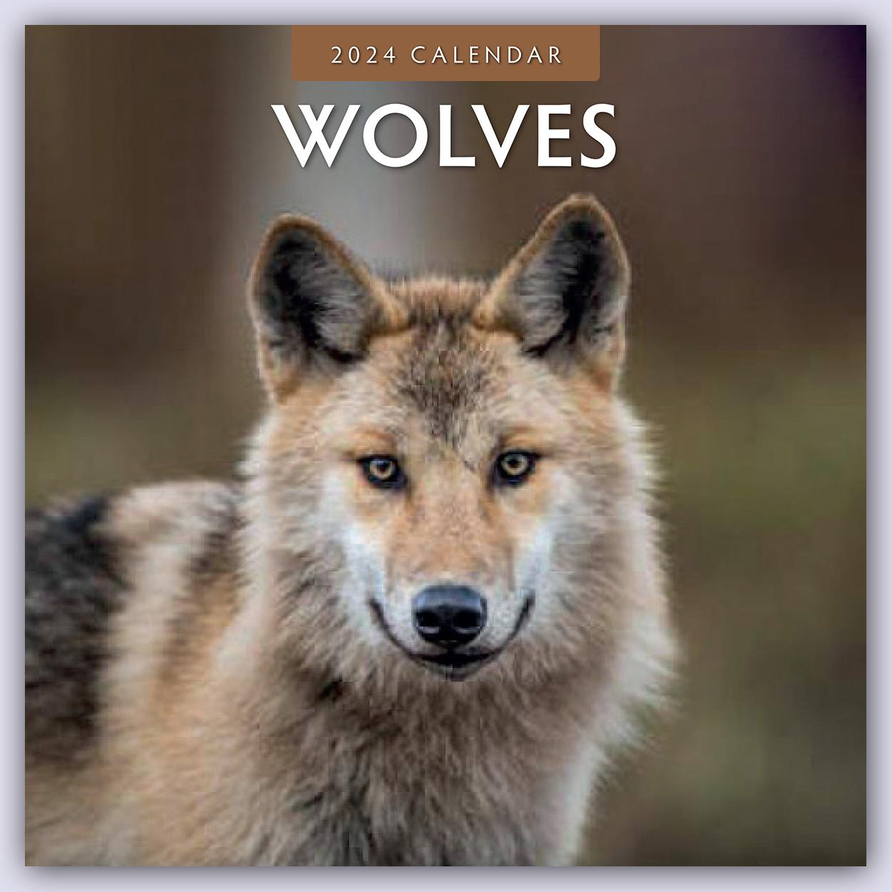 Naptár/Határidőnapló Wolves - Wölfe 2024 - 16-Monatskalender 