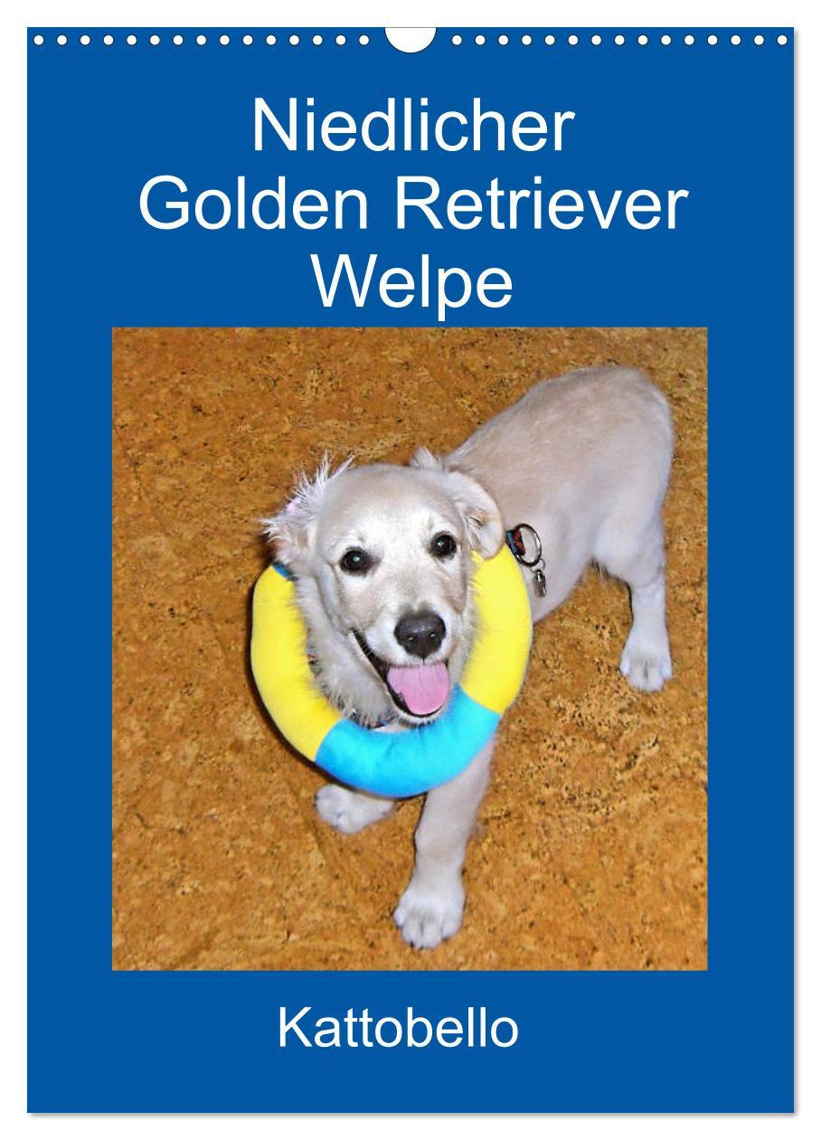 Calendar / Agendă Niedlicher Golden Retriever Welpe (Wandkalender 2024 DIN A3 hoch), CALVENDO Monatskalender Kattobello