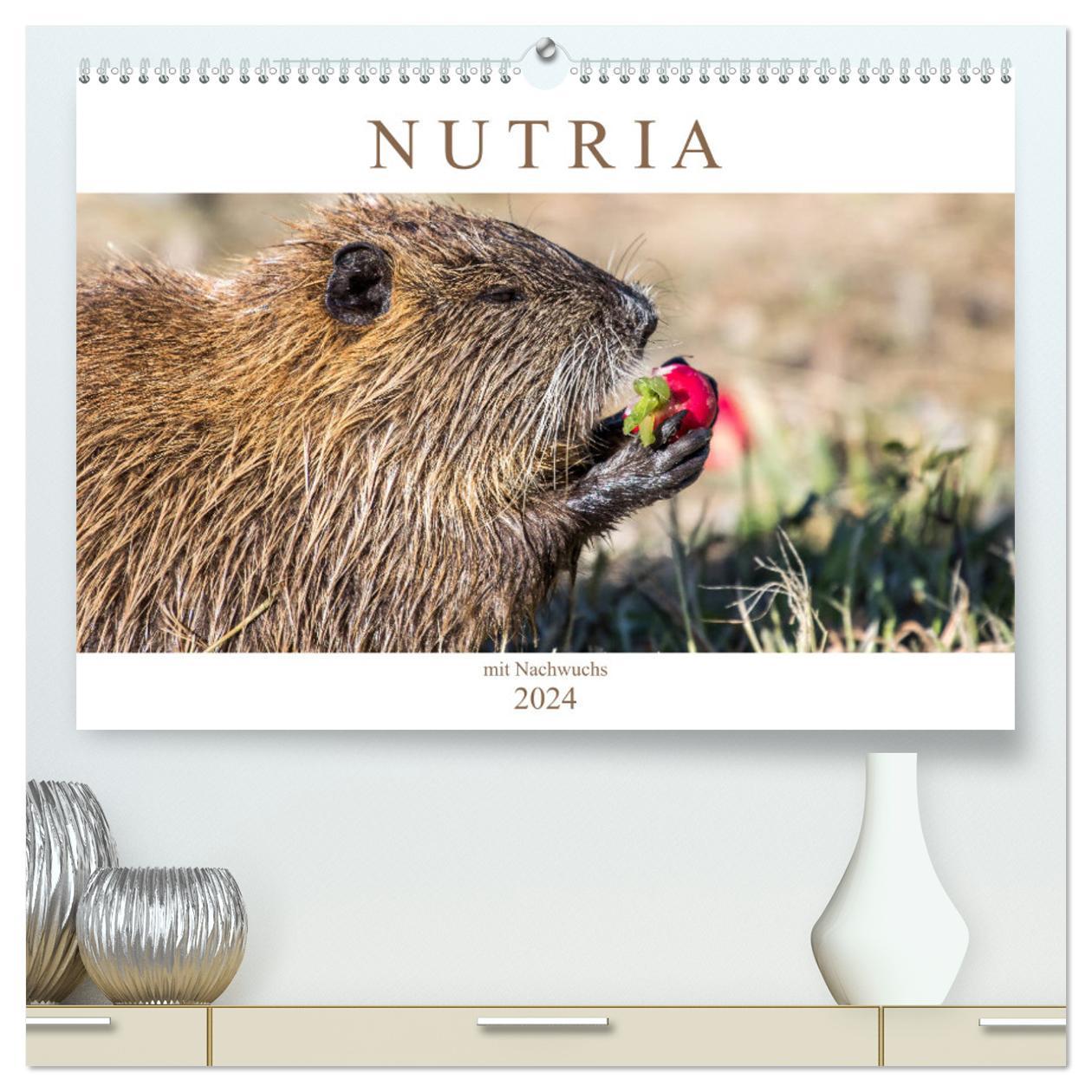 Kalendář/Diář NUTRIA mit Nachwuchs (hochwertiger Premium Wandkalender 2024 DIN A2 quer), Kunstdruck in Hochglanz Schnellewelten