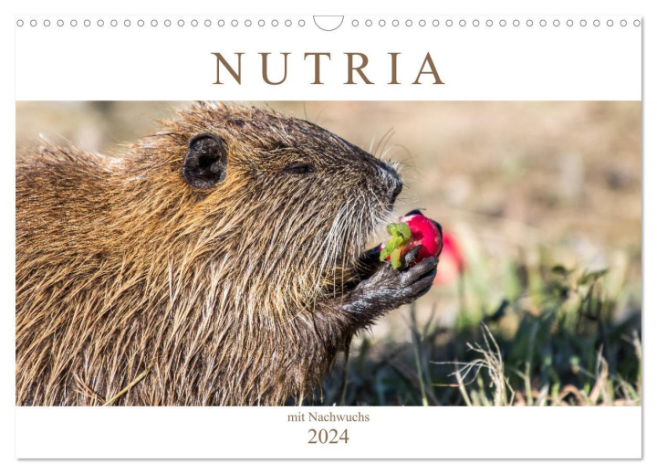 Naptár/Határidőnapló NUTRIA mit Nachwuchs (Wandkalender 2024 DIN A3 quer), CALVENDO Monatskalender Schnellewelten