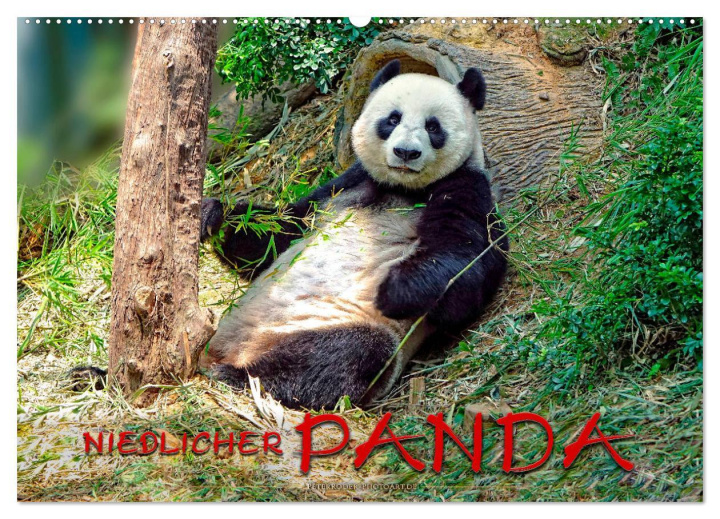 Calendar / Agendă Niedlicher Panda (Wandkalender 2024 DIN A2 quer), CALVENDO Monatskalender Peter Roder