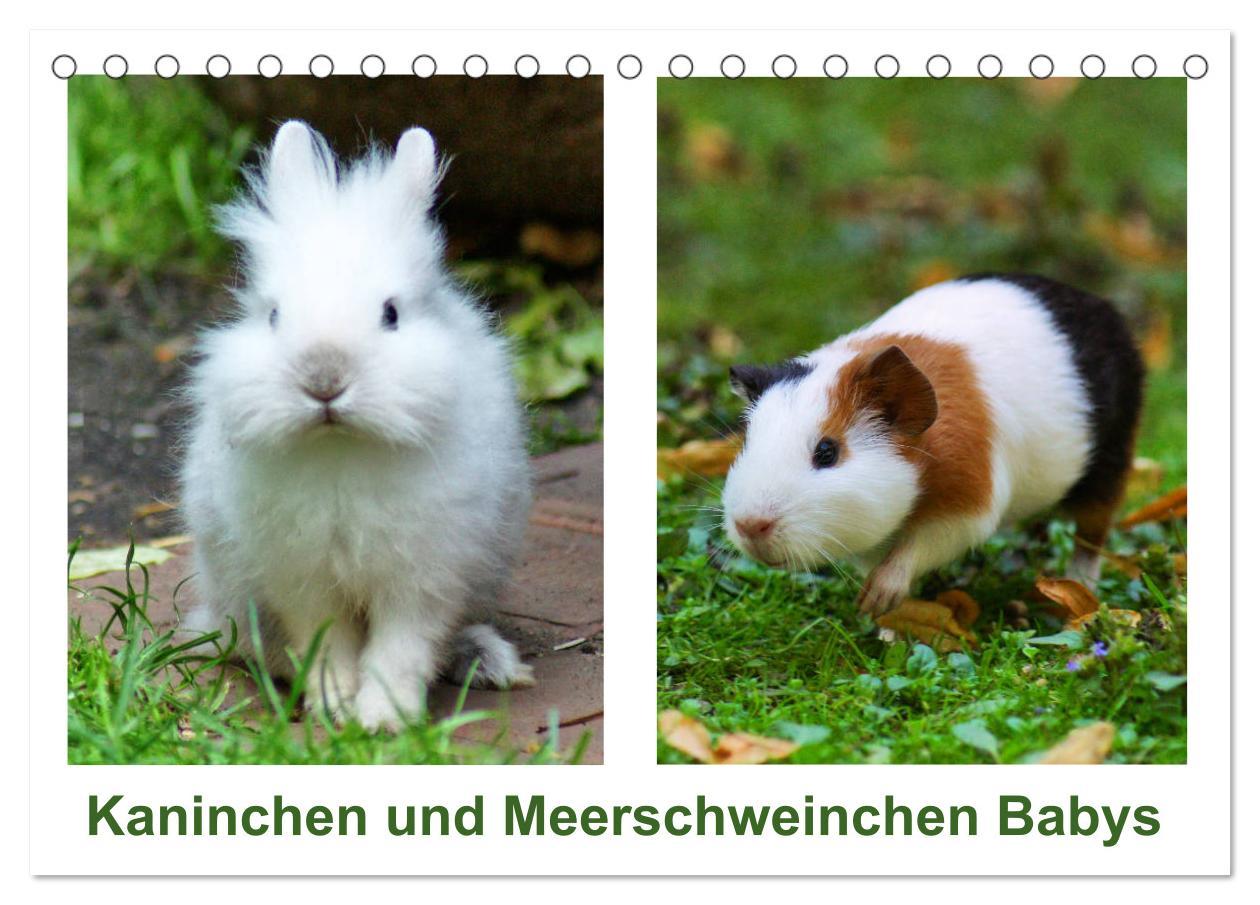 Kalendář/Diář Kaninchen und Meerschweinchen Babys (Tischkalender 2024 DIN A5 quer), CALVENDO Monatskalender Kattobello