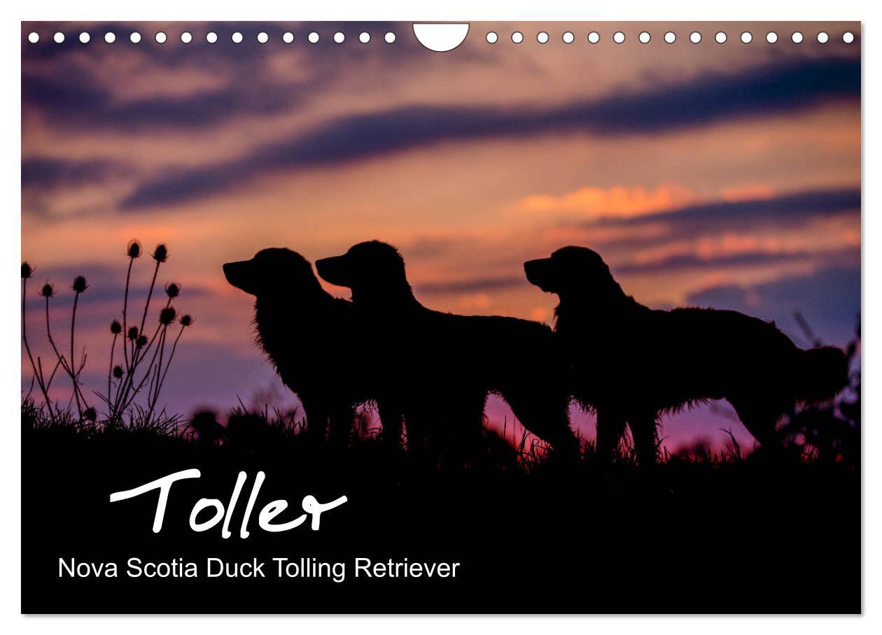 Kalendarz/Pamiętnik Toller - Nova Scotia Duck Tolling Retriever (Wandkalender 2024 DIN A4 quer), CALVENDO Monatskalender Anna Auerbach