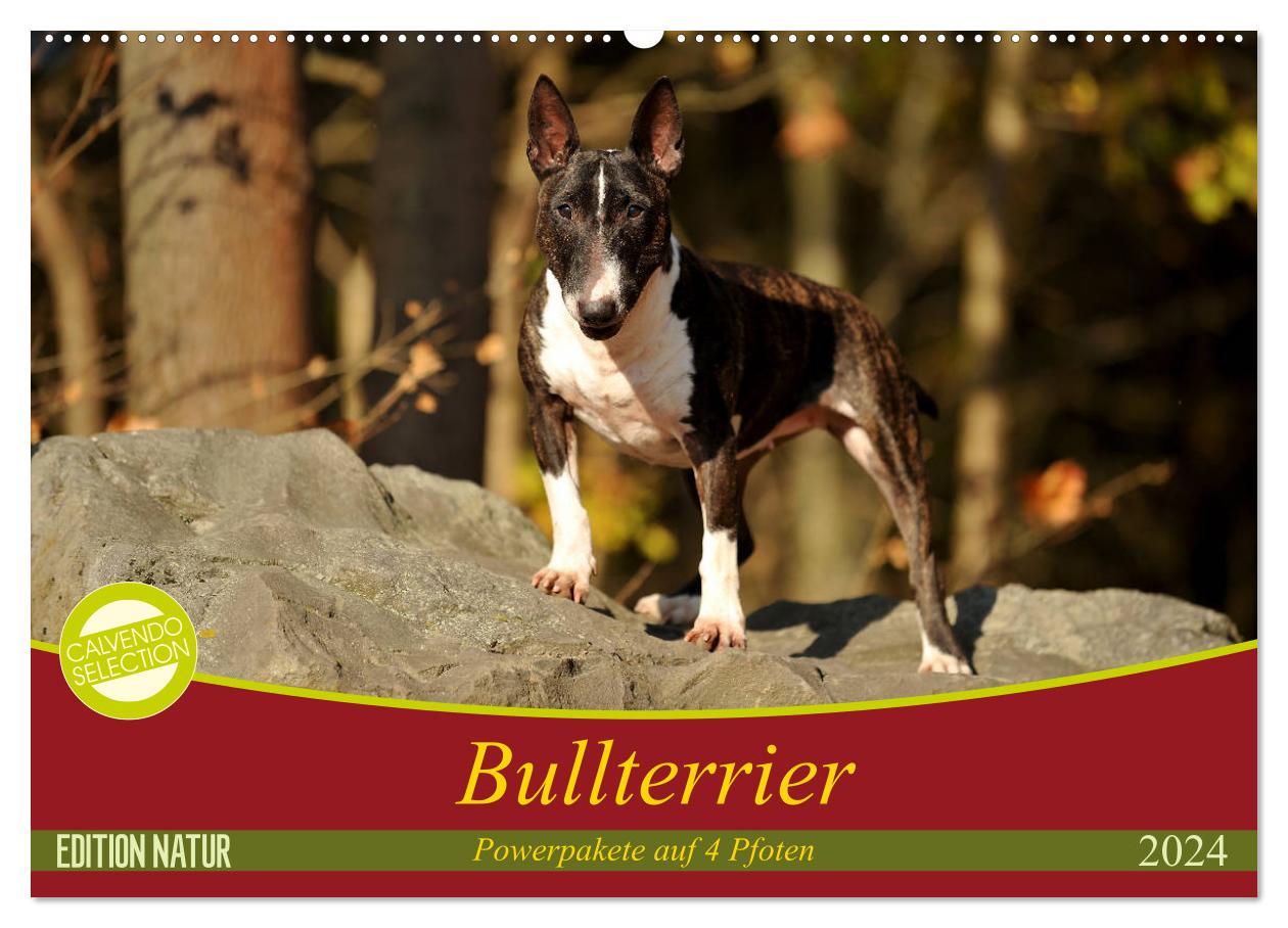 Calendrier/agenda Bullterrier, Powerpakete auf 4 Pfoten (Wandkalender 2024 DIN A2 quer), CALVENDO Monatskalender Yvonne Janetzek