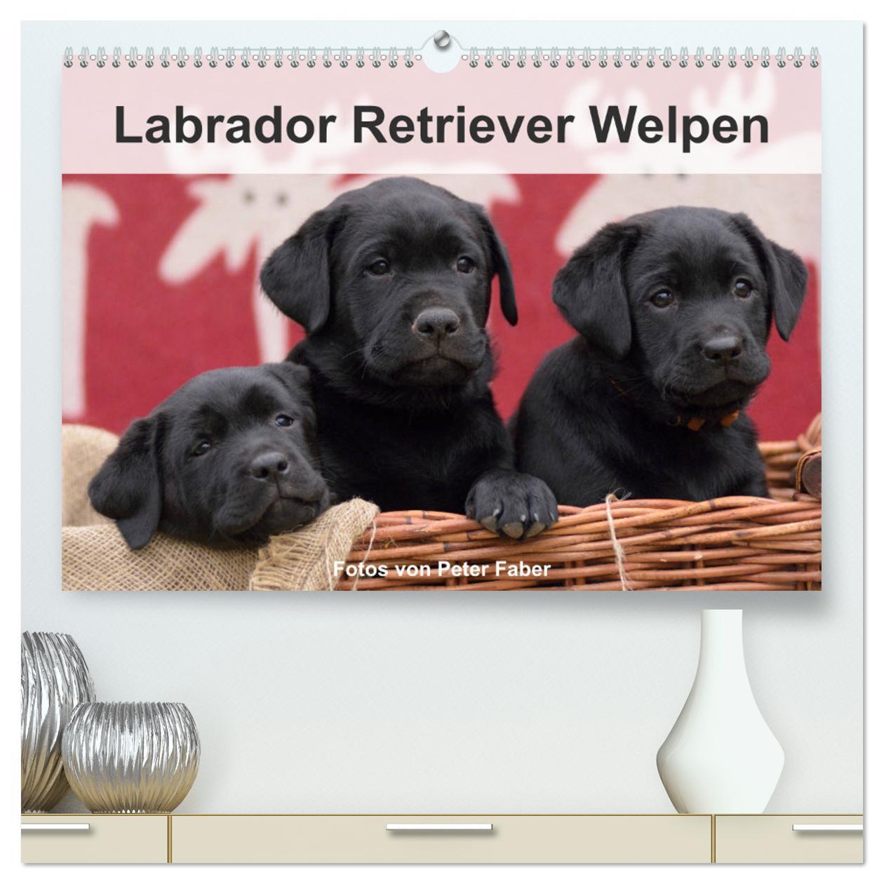 Kalendář/Diář Labrador Retriever Welpen (hochwertiger Premium Wandkalender 2024 DIN A2 quer), Kunstdruck in Hochglanz Peter Faber