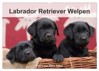 Kalendář/Diář Labrador Retriever Welpen (Wandkalender 2024 DIN A2 quer), CALVENDO Monatskalender Peter Faber