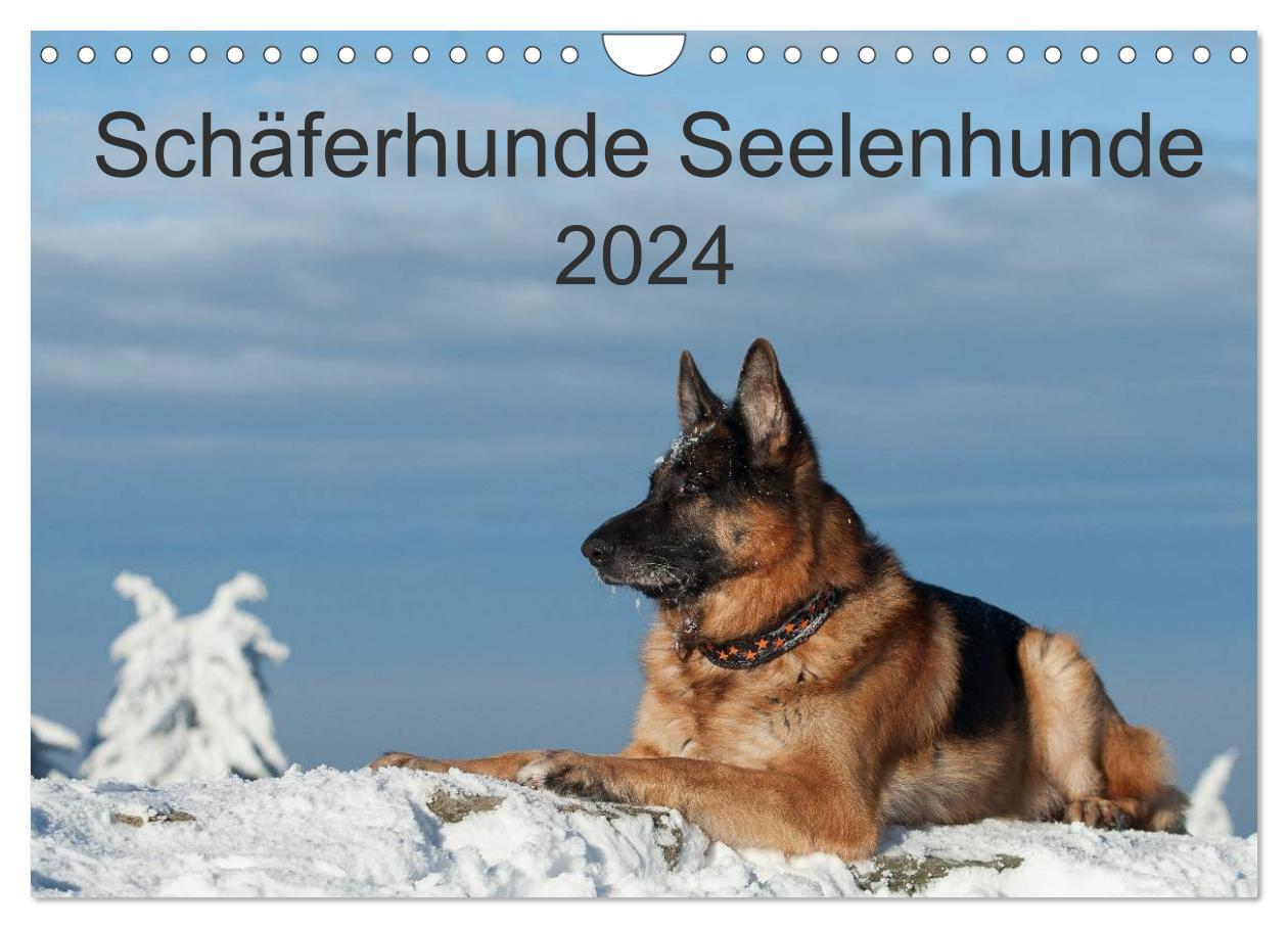 Calendar / Agendă Schäferhunde Seelenhunde (Wandkalender 2024 DIN A4 quer), CALVENDO Monatskalender Petra Schiller