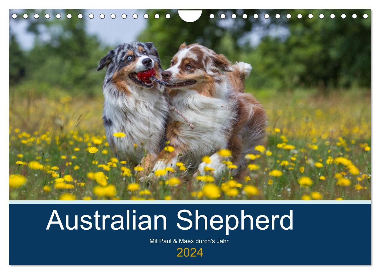 Calendrier/agenda Australian Shepherd 2024 (Wandkalender 2024 DIN A4 quer), CALVENDO Monatskalender Annett Mirsberger