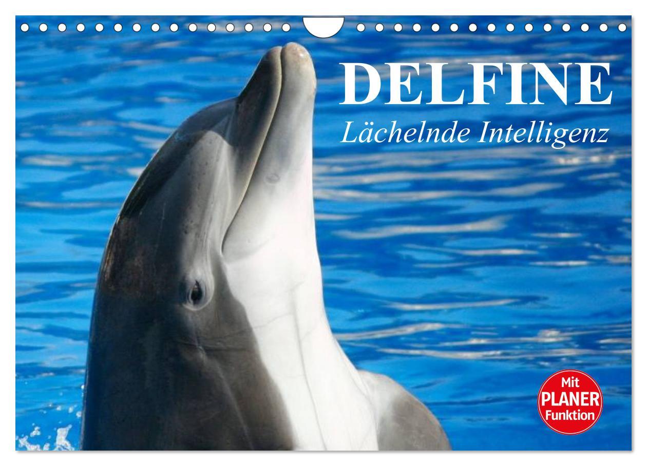 Kalendář/Diář Delfine - Lächelnde Intelligenz (Wandkalender 2024 DIN A4 quer), CALVENDO Monatskalender Elisabeth Stanzer