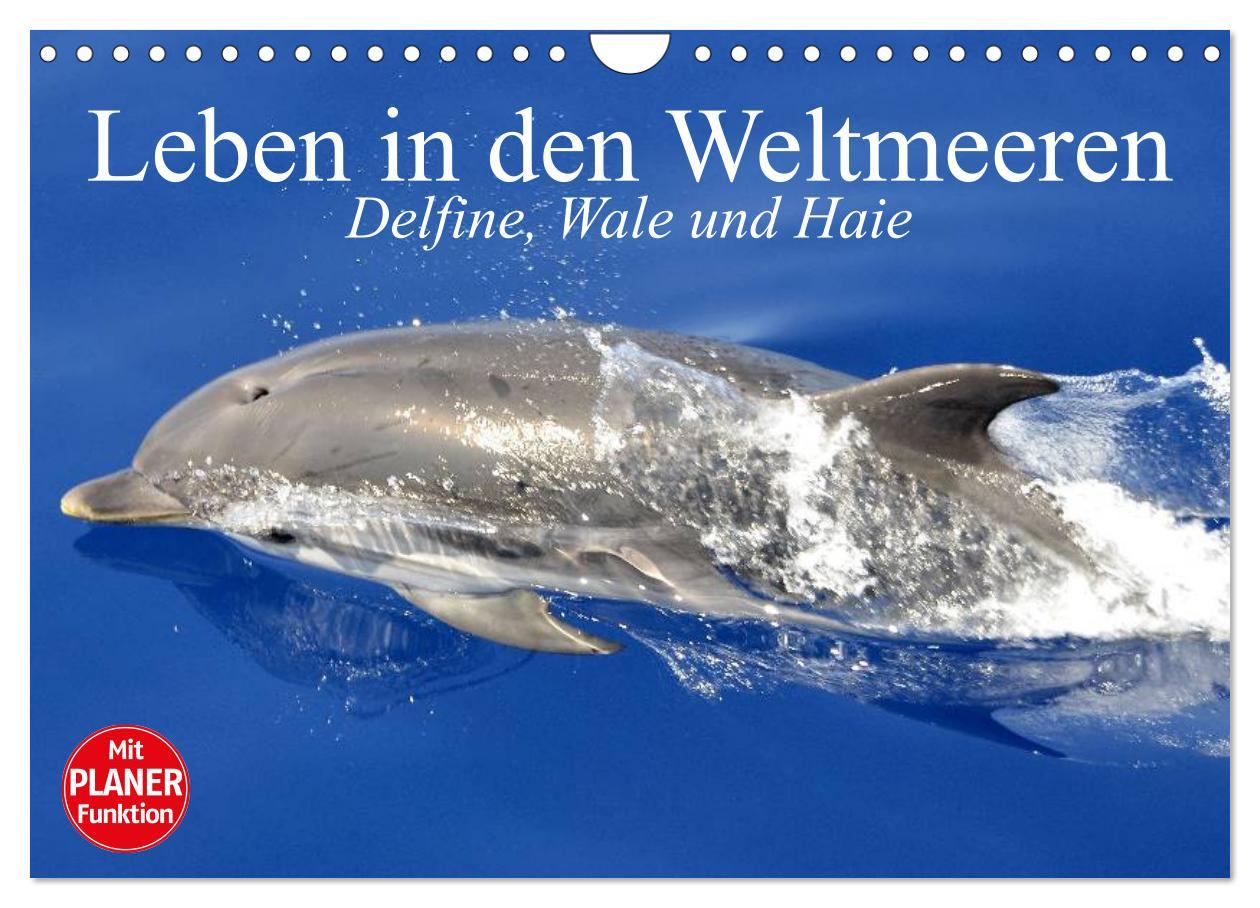 Календар/тефтер Leben in den Weltmeeren. Delfine, Wale und Haie (Wandkalender 2024 DIN A4 quer), CALVENDO Monatskalender Elisabeth Stanzer