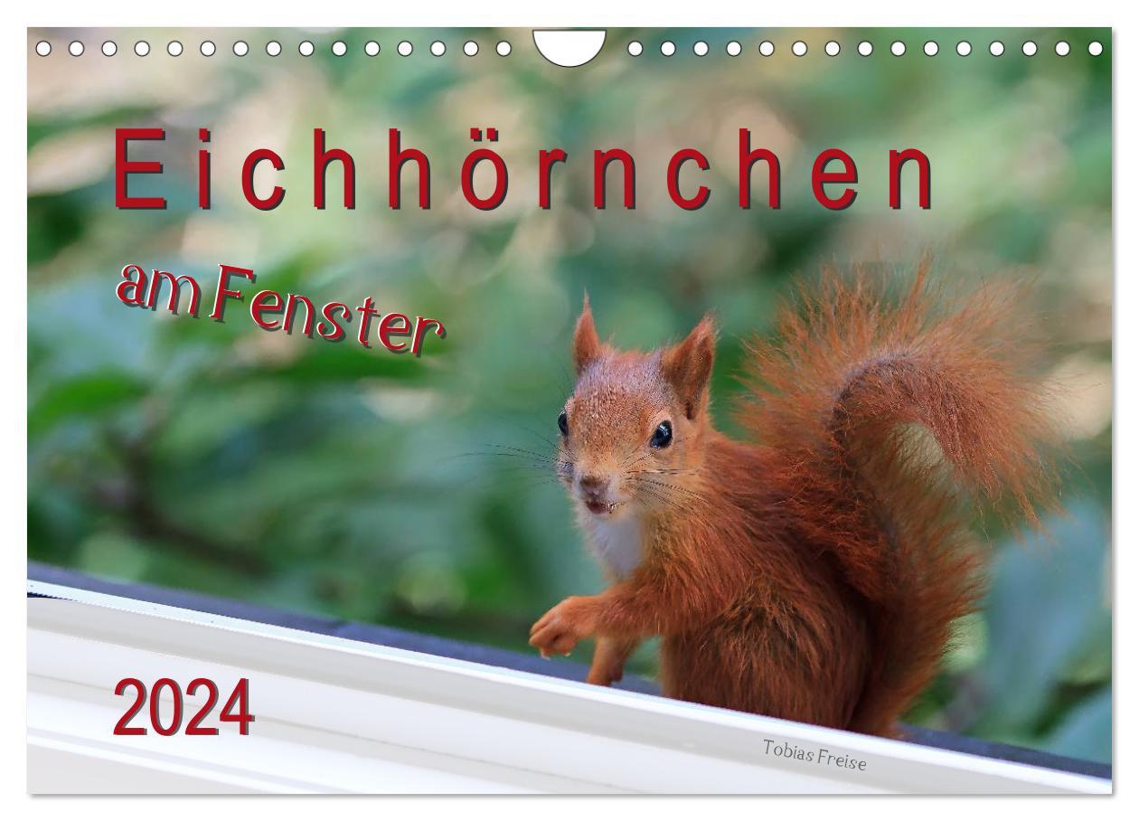 Naptár/Határidőnapló Eichhörnchen am Fenster (Wandkalender 2024 DIN A4 quer), CALVENDO Monatskalender Tobias Freise