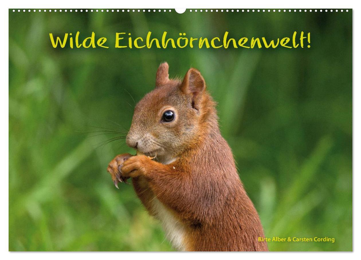 Kalendář/Diář Wilde Eichhörnchenwelt! (Wandkalender 2024 DIN A2 quer), CALVENDO Monatskalender Birte Alber und Carsten Cording