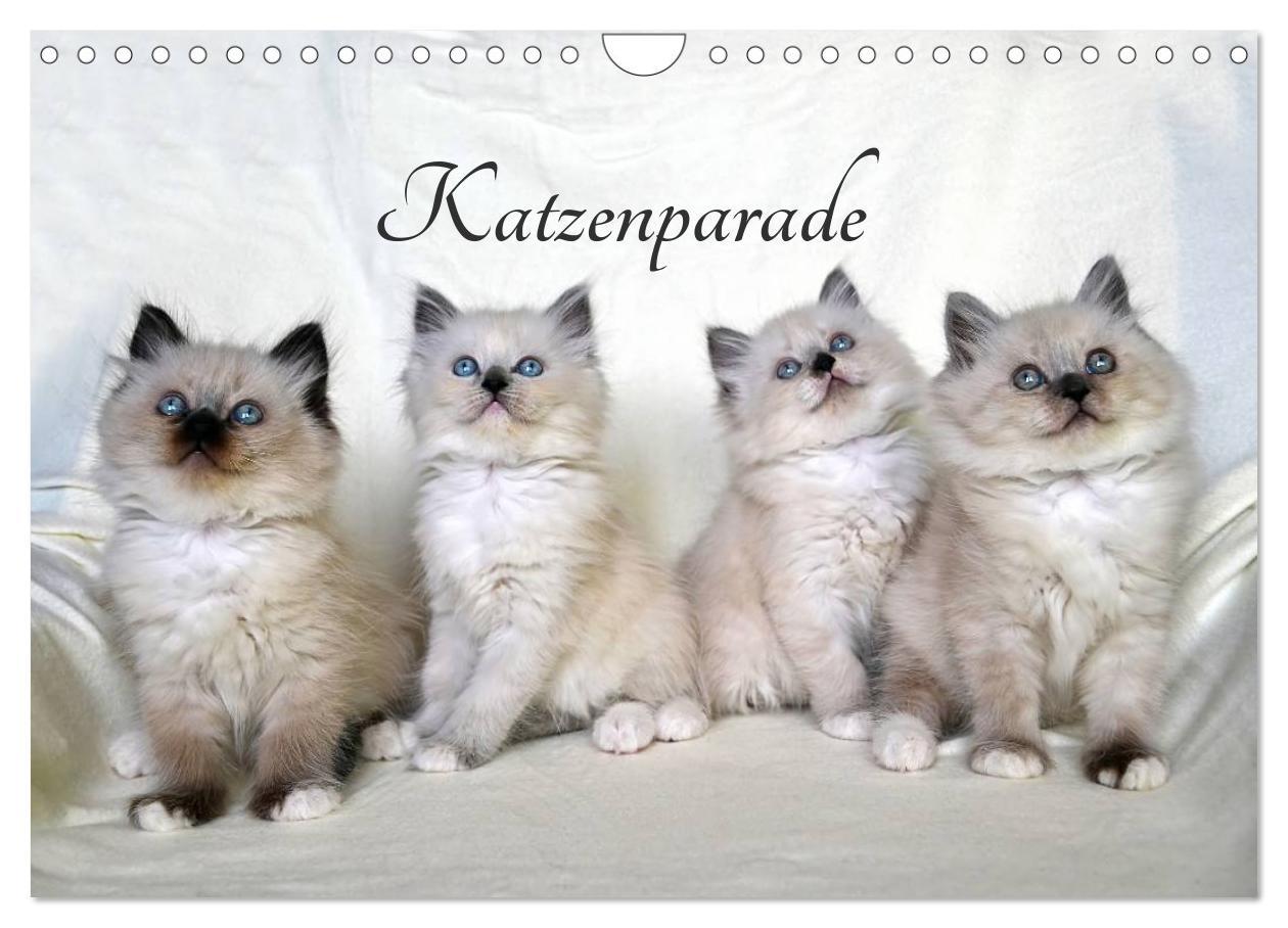 Kalendarz/Pamiętnik Katzenparade (Wandkalender 2024 DIN A4 quer), CALVENDO Monatskalender Jennifer Chrystal