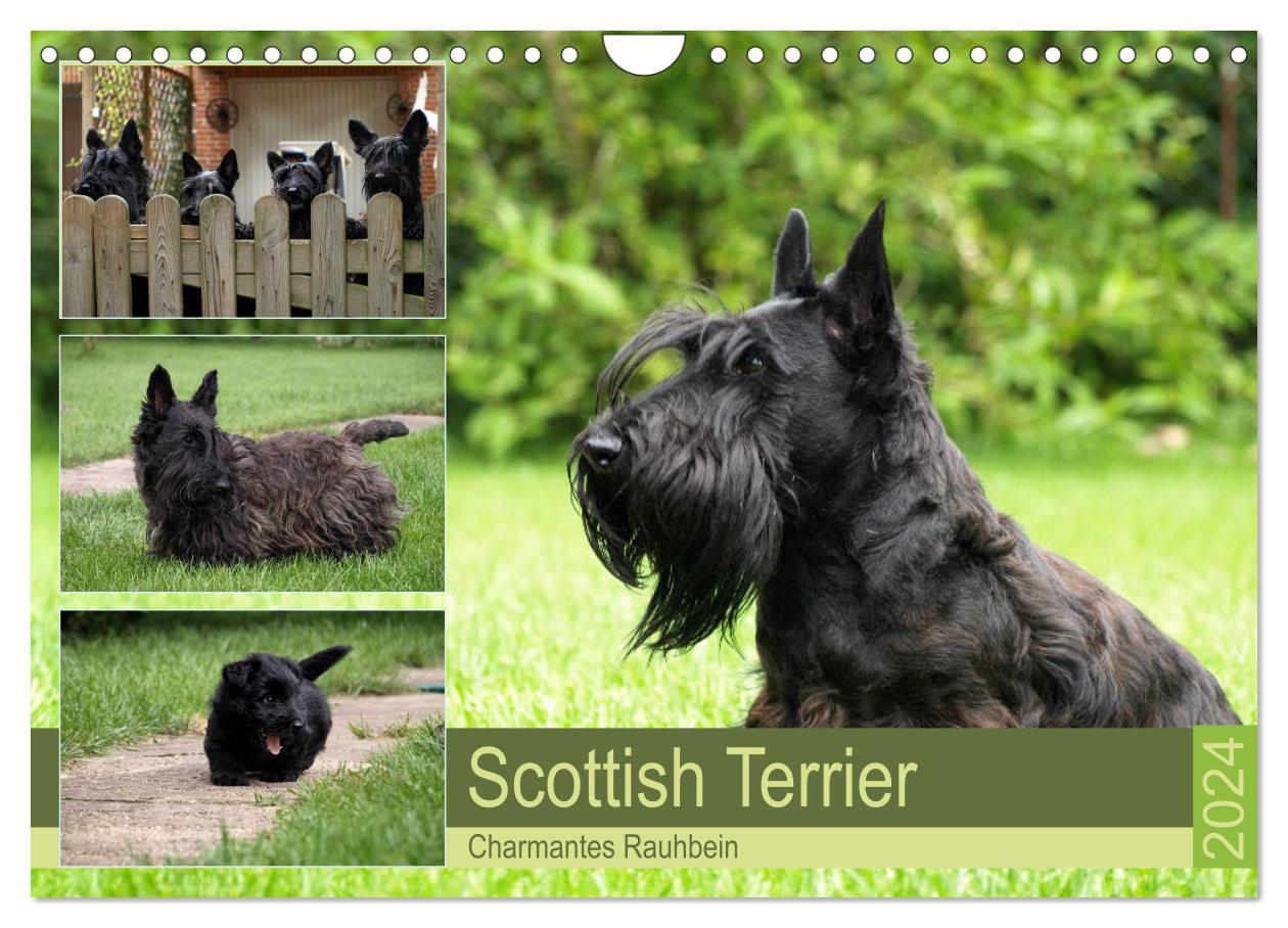 Naptár/Határidőnapló Scottish Terrier - Charmantes Rauhbein (Wandkalender 2024 DIN A4 quer), CALVENDO Monatskalender Birgit Bodsch