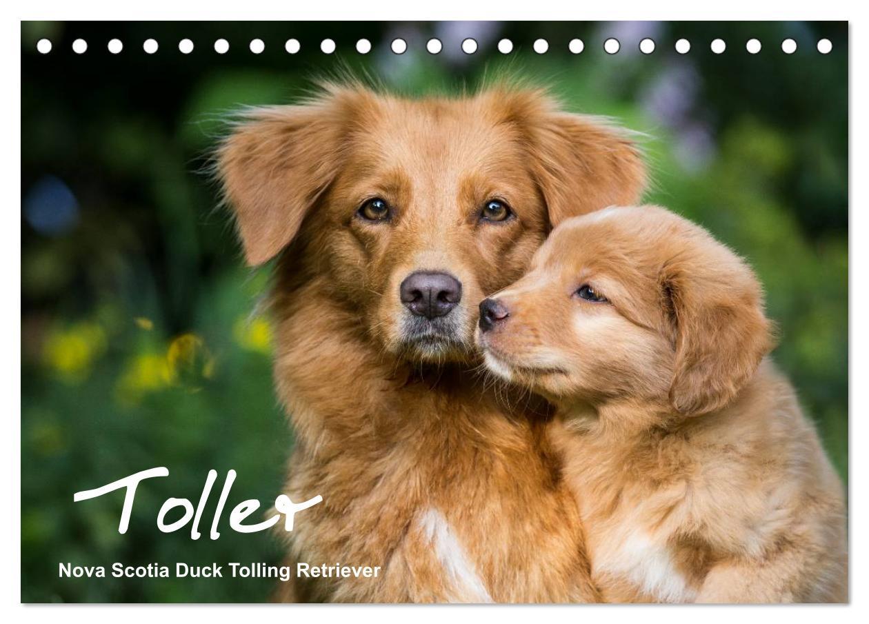 Calendario/Agenda Toller - Nova Scotia Duck Tolling Retriever (Tischkalender 2024 DIN A5 quer), CALVENDO Monatskalender Anna Auerbach