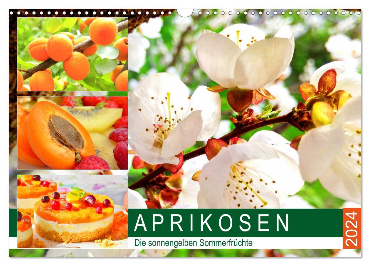 Calendar / Agendă Aprikosen. Die sonnengelben Sommerfrüchte (Wandkalender 2024 DIN A3 quer), CALVENDO Monatskalender Rose Hurley