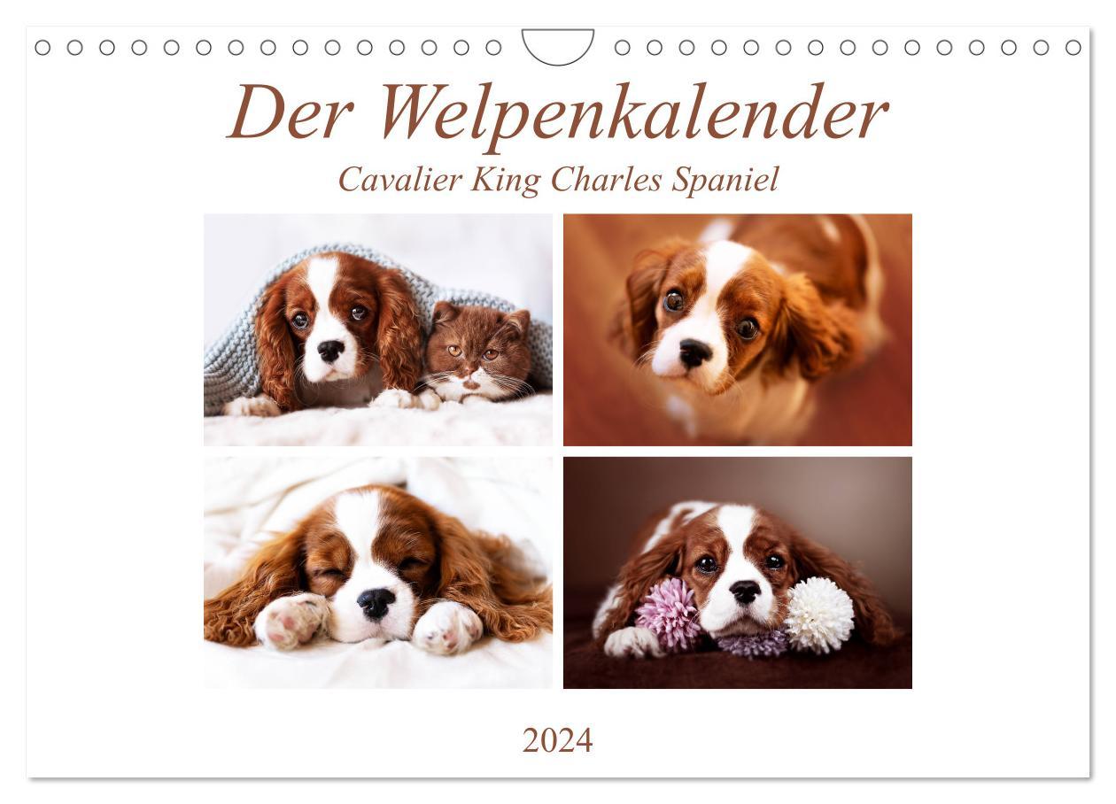 Calendar / Agendă Der Welpenkalender - Cavalier King Charles Spaniel (Wandkalender 2024 DIN A4 quer), CALVENDO Monatskalender Janina Bürger