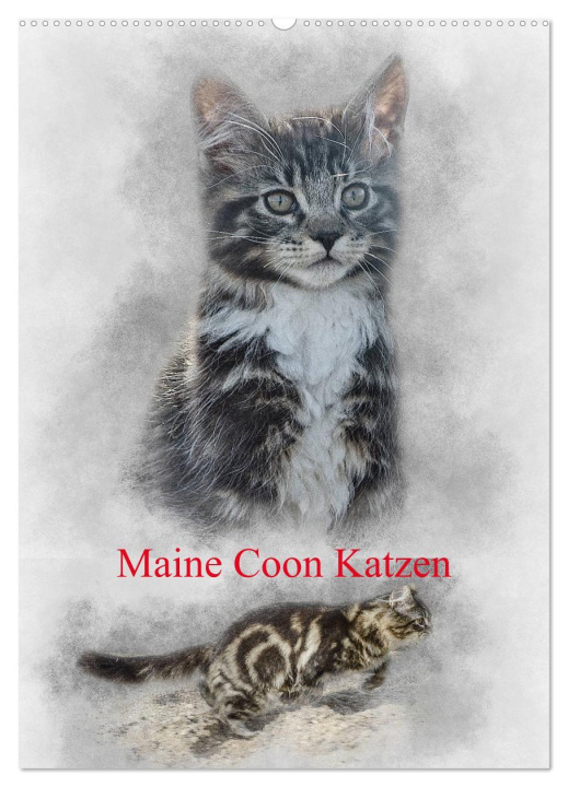 Календар/тефтер Maine Coon Katzen (Wandkalender 2024 DIN A2 hoch), CALVENDO Monatskalender Alain Gaymard