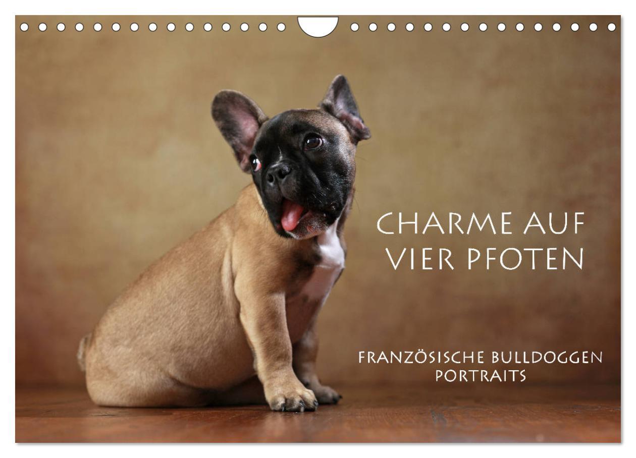 Календар/тефтер Charme auf vier Pfoten - Französische Bulldoggen Portraits (Wandkalender 2024 DIN A4 quer), CALVENDO Monatskalender Jana Behr