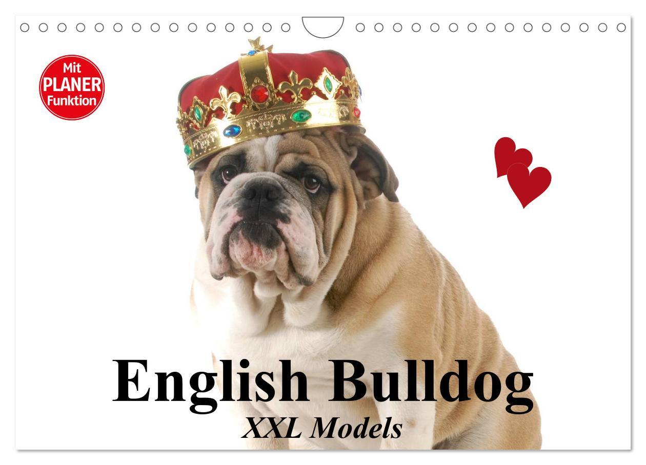 Calendar / Agendă English Bulldog XXL Models (Wandkalender 2024 DIN A4 quer), CALVENDO Monatskalender Elisabeth Stanzer