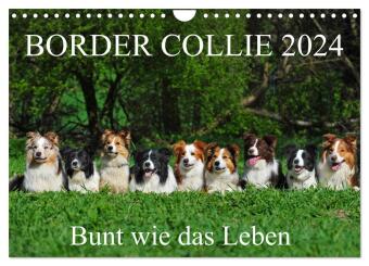 Calendar / Agendă Border Collie 2024 (Wandkalender 2024 DIN A4 quer), CALVENDO Monatskalender Sigrid Starick