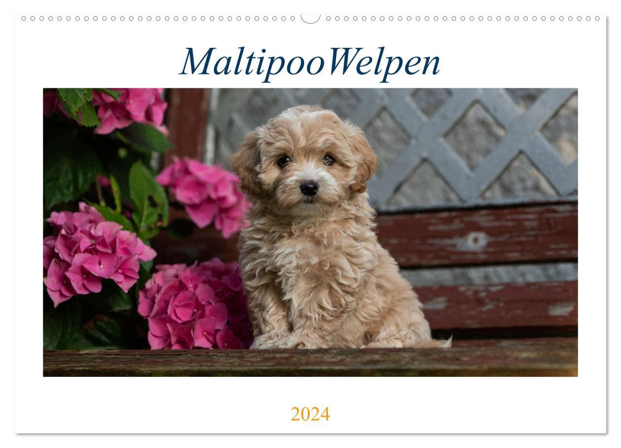 Календар/тефтер Maltipoo Welpen (Wandkalender 2024 DIN A2 quer), CALVENDO Monatskalender Tanja Schultz