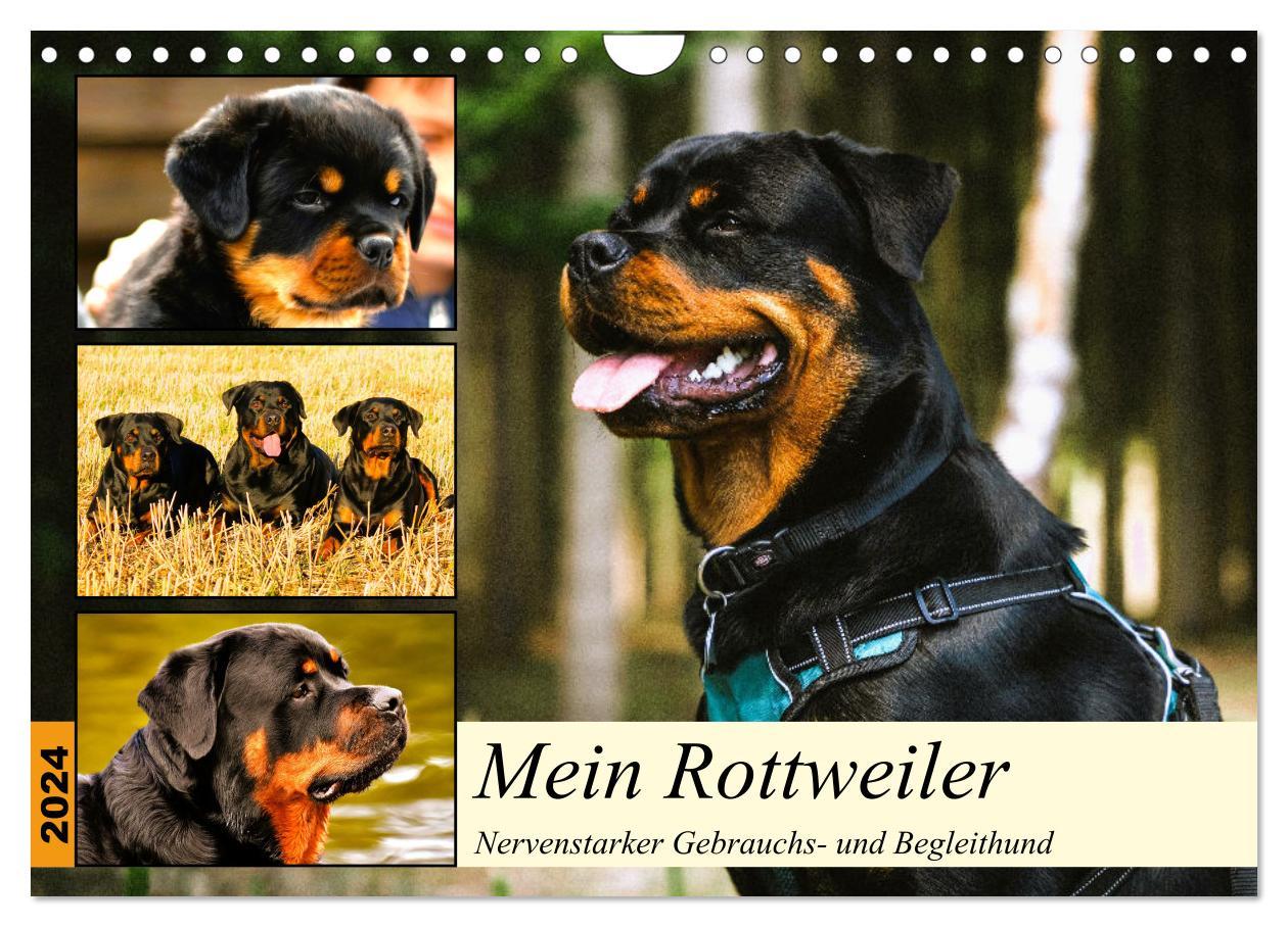 Calendar / Agendă Mein Rottweiler. Nervenstarker Gebrauchs- und Begleithund (Wandkalender 2024 DIN A4 quer), CALVENDO Monatskalender Rose Hurley