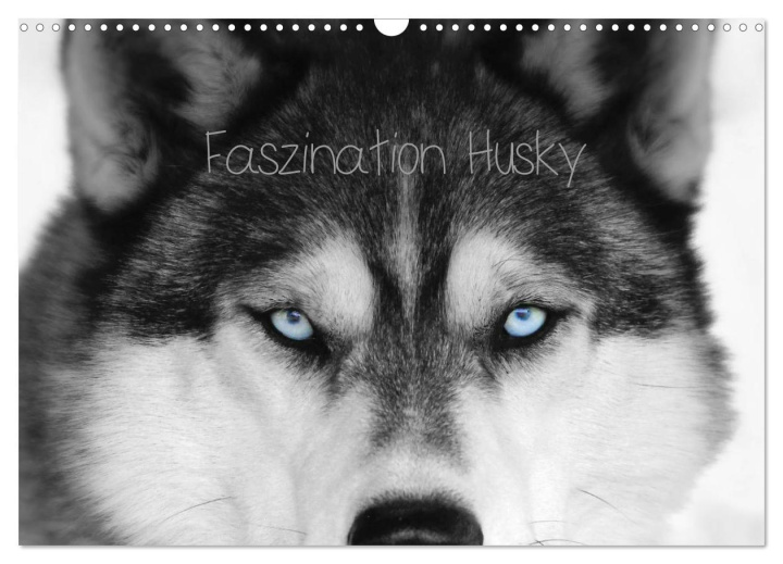 Naptár/Határidőnapló Faszination Husky (Wandkalender 2024 DIN A3 quer), CALVENDO Monatskalender of Snow Wolf Valley