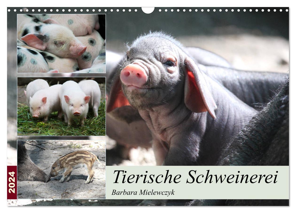 Naptár/Határidőnapló Tierische Schweinerei (Wandkalender 2024 DIN A3 quer), CALVENDO Monatskalender Barbara Mielewczyk