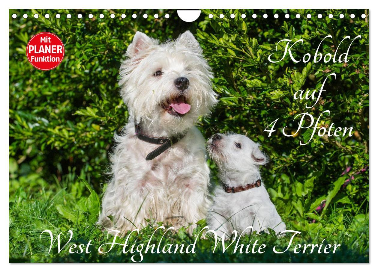 Kalendář/Diář Kobold auf 4 Pfoten - West Highland White Terrier (Wandkalender 2024 DIN A4 quer), CALVENDO Monatskalender Sigrid Starick
