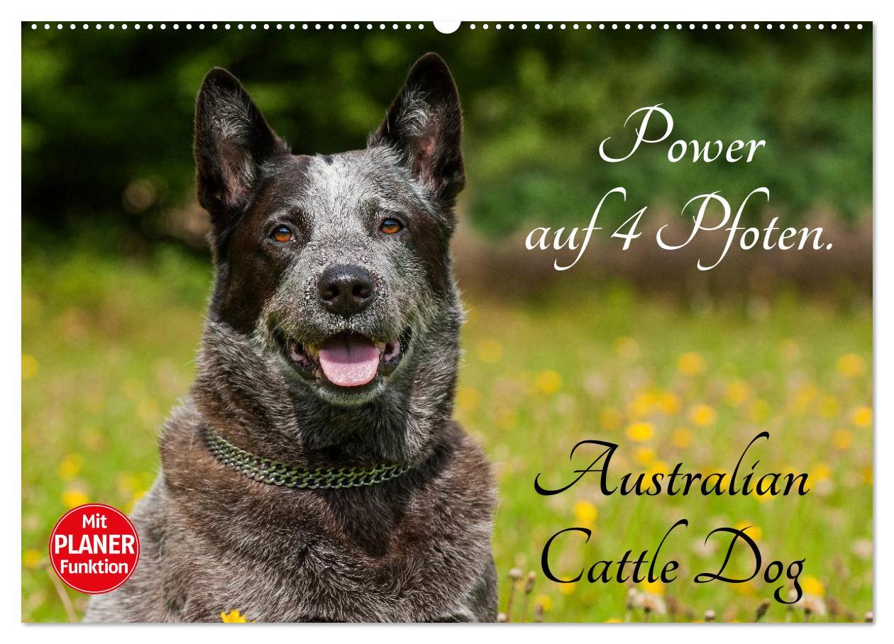 Kalendarz/Pamiętnik Power auf 4 Pfoten. Australian Cattle Dog (Wandkalender 2024 DIN A2 quer), CALVENDO Monatskalender Sigrid Starick