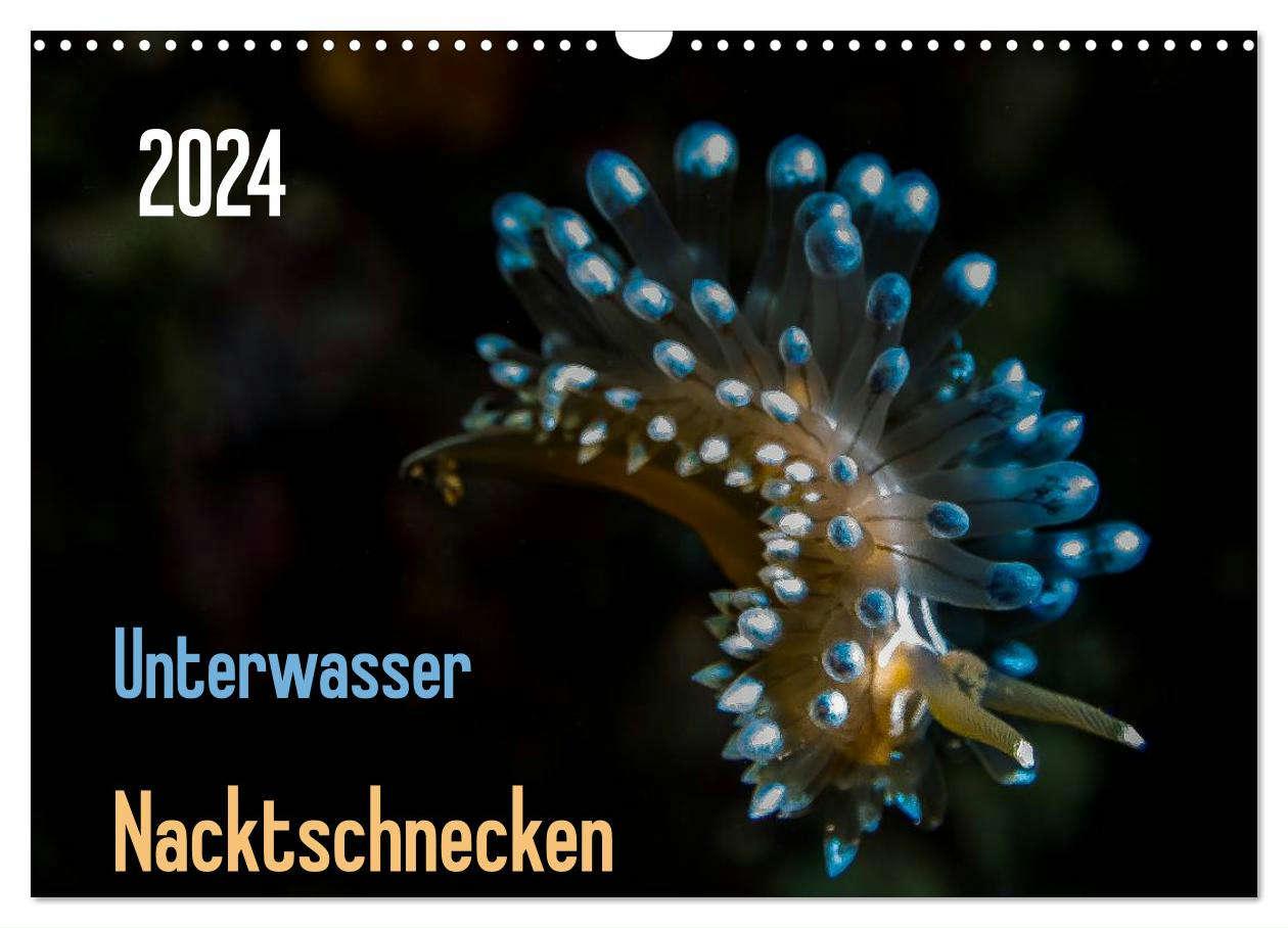 Calendar/Diary Unterwasser - Nacktschnecken 2024 (Wandkalender 2024 DIN A3 quer), CALVENDO Monatskalender Claudia Weber-Gebert