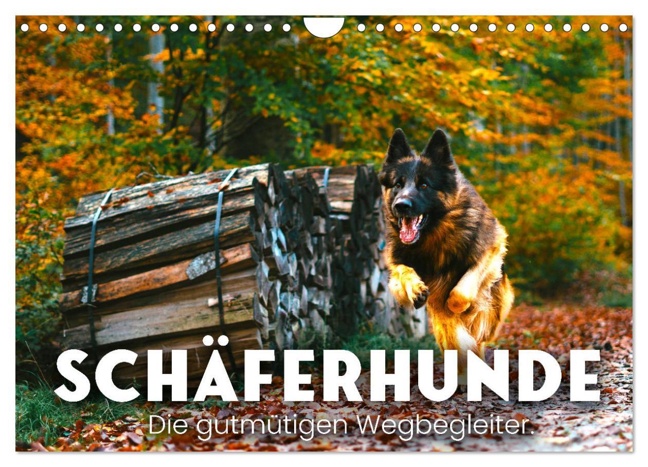 Naptár/Határidőnapló Schäferhunde - Die gutmütigen Wegbegleiter. (Wandkalender 2024 DIN A4 quer), CALVENDO Monatskalender SF