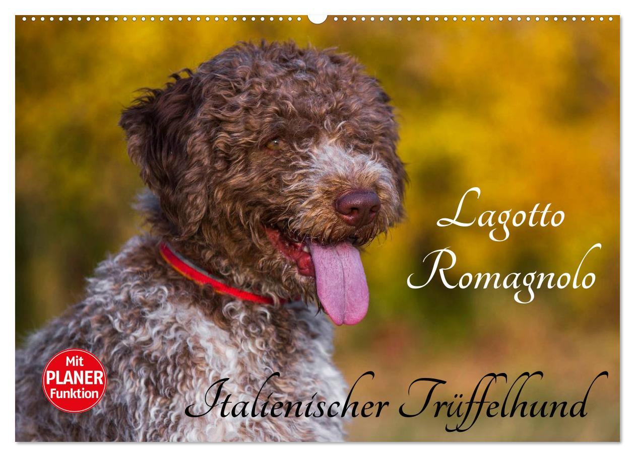 Naptár/Határidőnapló Lagotto Romagnolo - Italienischer Trüffelhund (Wandkalender 2024 DIN A2 quer), CALVENDO Monatskalender Sigrid Starick