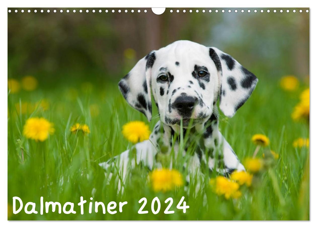 Calendar / Agendă Dalmatiner 2024 (Wandkalender 2024 DIN A3 quer), CALVENDO Monatskalender Judith dzierzawa