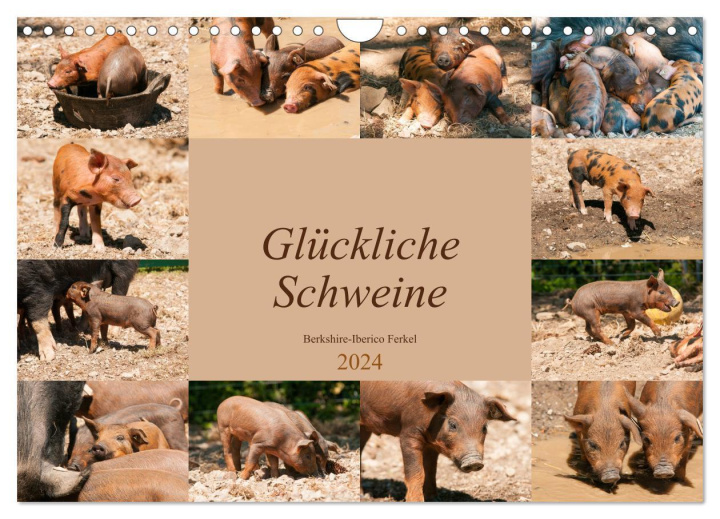 Naptár/Határidőnapló Glückliche Schweine Berkshire-Iberico Ferkel (Wandkalender 2024 DIN A4 quer), CALVENDO Monatskalender Meike Bölts