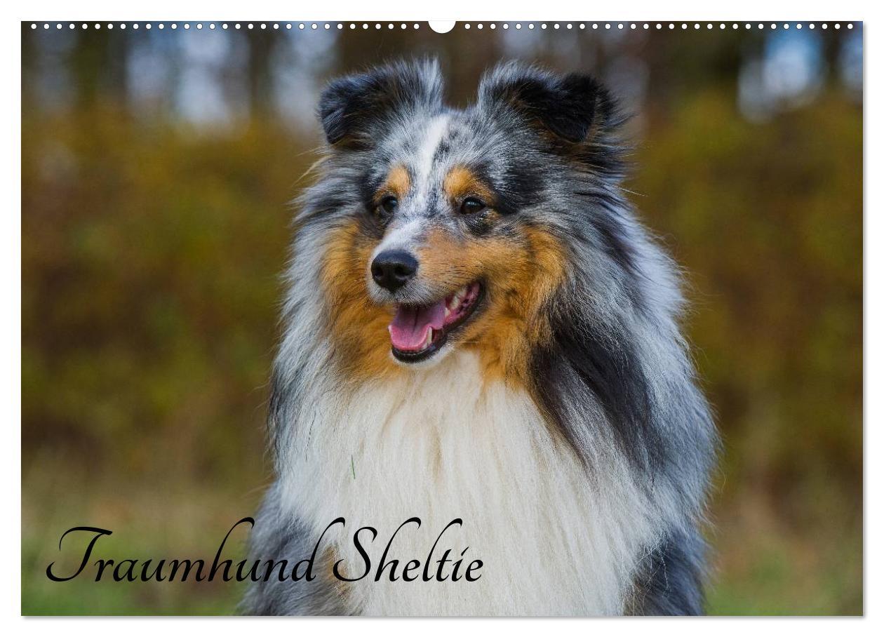 Kalendář/Diář Traumhund Sheltie (Wandkalender 2024 DIN A2 quer), CALVENDO Monatskalender Sigrid Starick