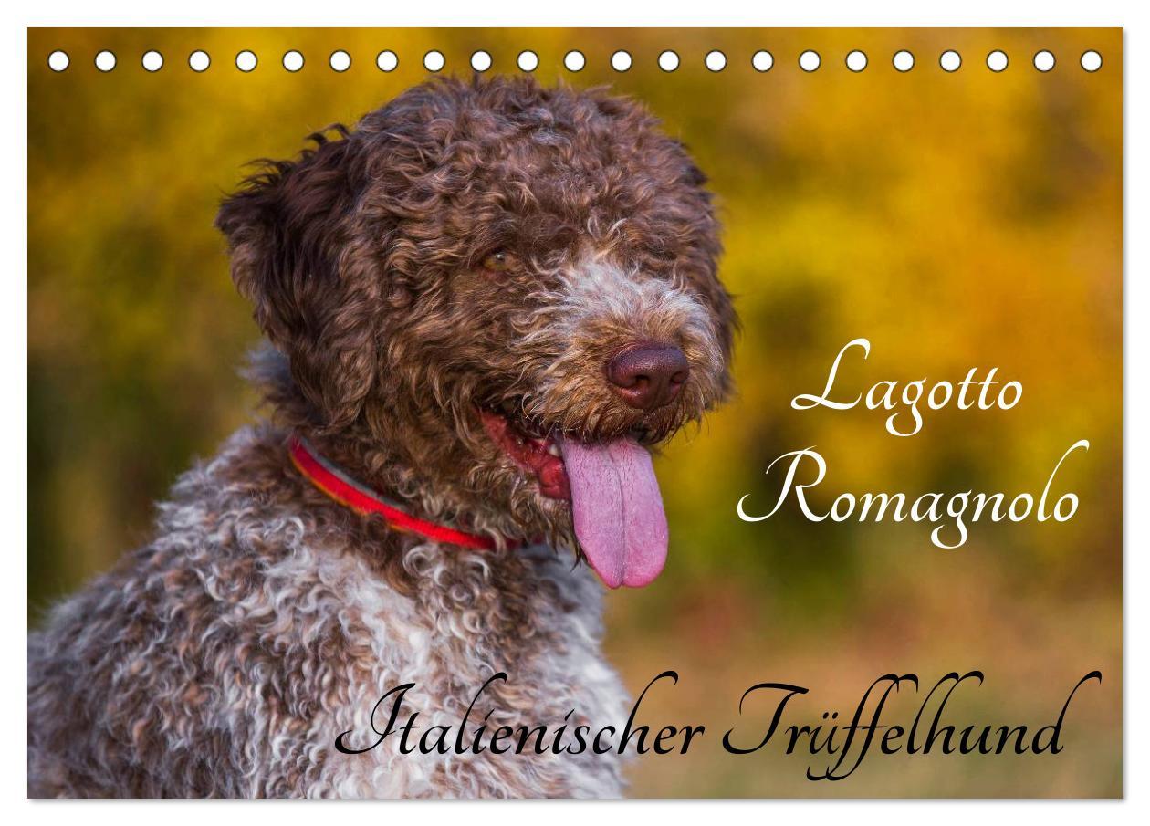 Naptár/Határidőnapló Lagotto Romagnolo - Italienischer Trüffelhund (Tischkalender 2024 DIN A5 quer), CALVENDO Monatskalender Sigrid Starick