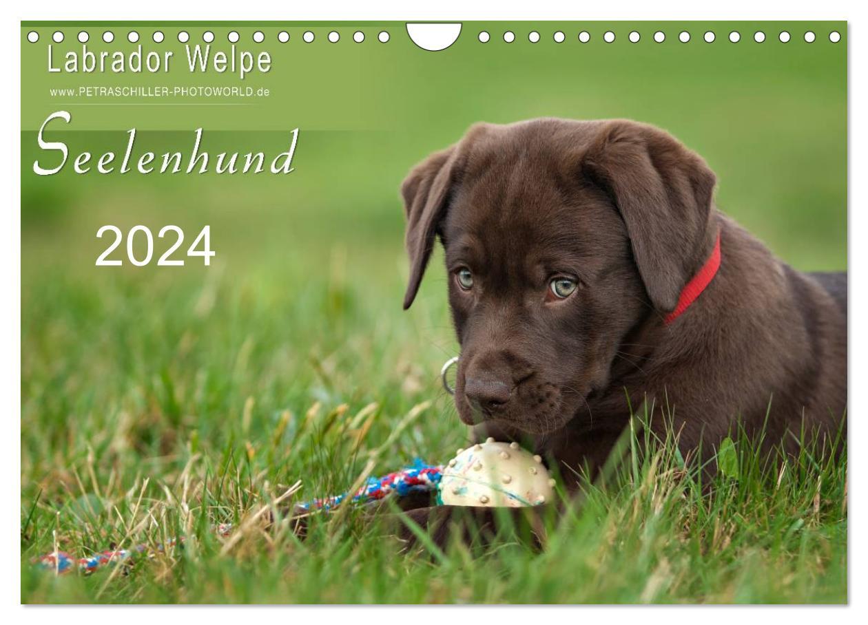 Naptár/Határidőnapló Labrador Welpe - Seelenhund (Wandkalender 2024 DIN A4 quer), CALVENDO Monatskalender Petra Schiller