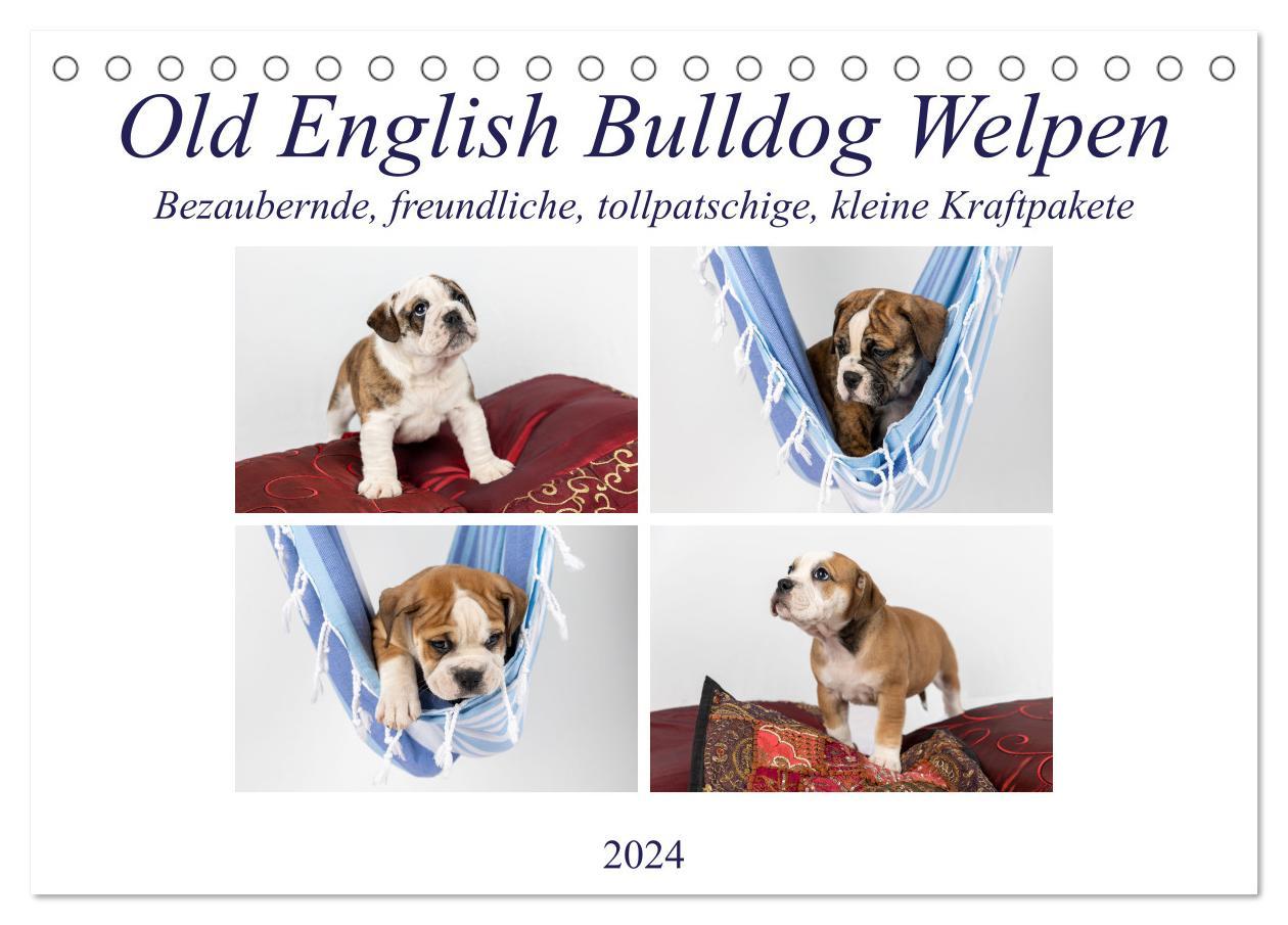 Calendar / Agendă Old English Bulldog Welpen (Tischkalender 2024 DIN A5 quer), CALVENDO Monatskalender Fotodesign Verena Scholze