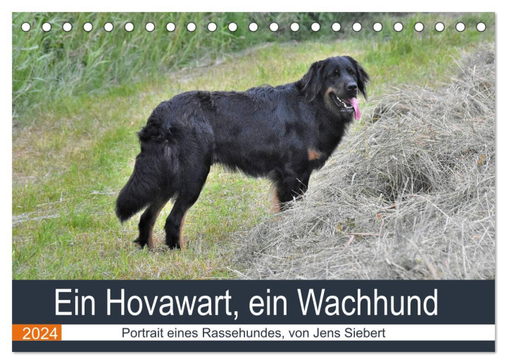 Calendar/Diary Ein Hovawart, ein Wachhund (Tischkalender 2024 DIN A5 quer), CALVENDO Monatskalender Jens Siebert