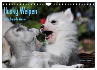 Kalender/Terminbuch Husky Welpen (Wandkalender 2024 DIN A4 quer), CALVENDO Monatskalender Michael Ebardt