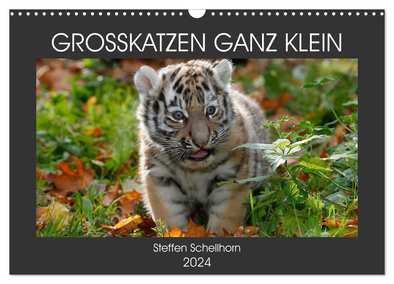 Календар/тефтер GROSSKATZEN GANZ KLEIN (Wandkalender 2024 DIN A3 quer), CALVENDO Monatskalender Steffen Schellhorn