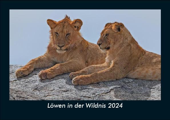Naptár/Határidőnapló Löwen in der Wildnis 2024 Fotokalender DIN A5 